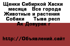 Щенки Сибиркой Хаски 2 месяца - Все города Животные и растения » Собаки   . Тыва респ.,Ак-Довурак г.